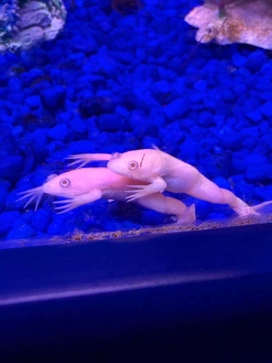 African Clawed Frog at Sea Cave Inc.