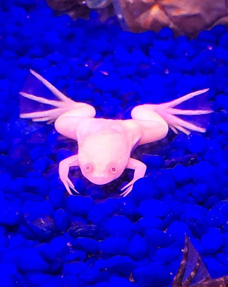 Albino African Clawed Frog at Sea Cave Inc.