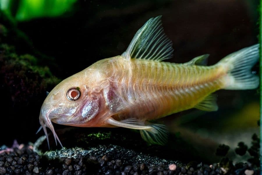 Albino Cory at Sea Cave Inc.