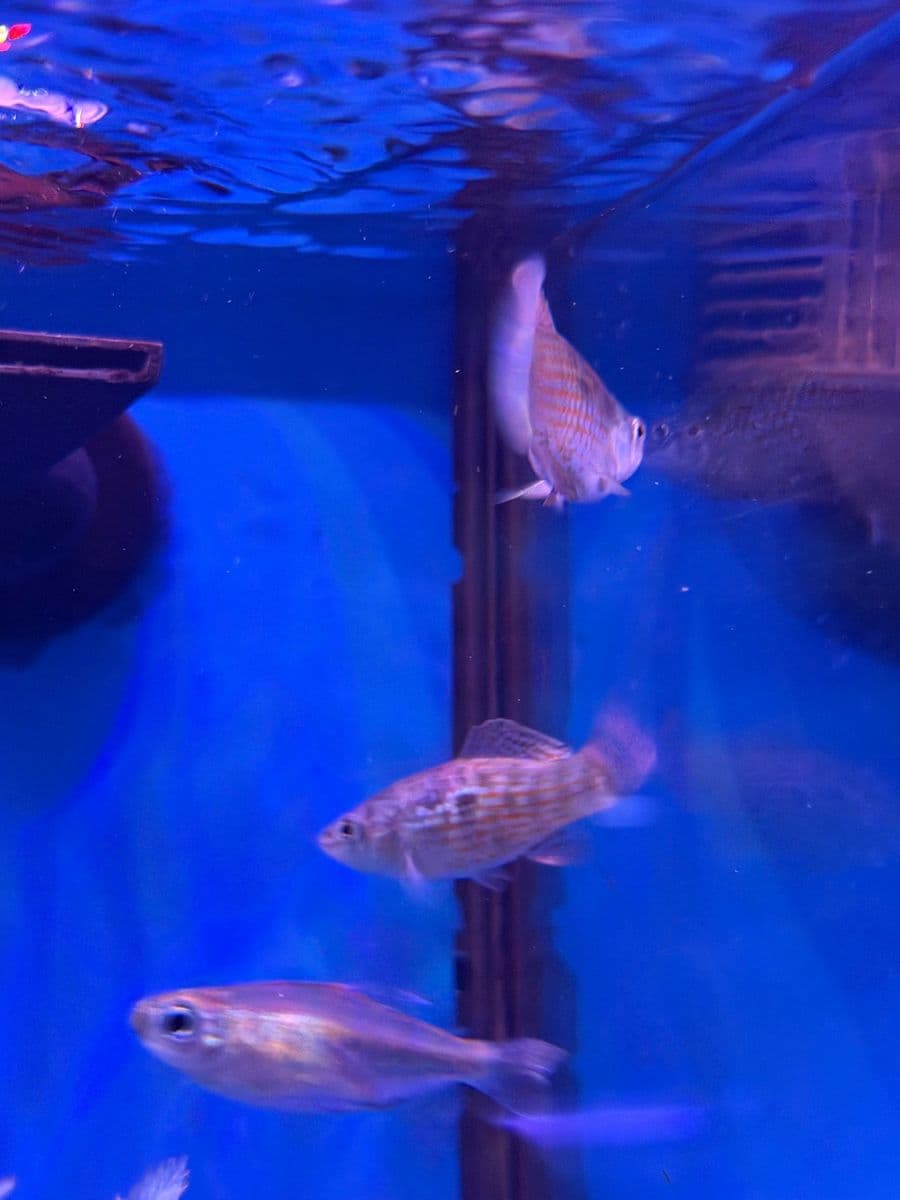 American Flag Fish at Sea Cave Inc.