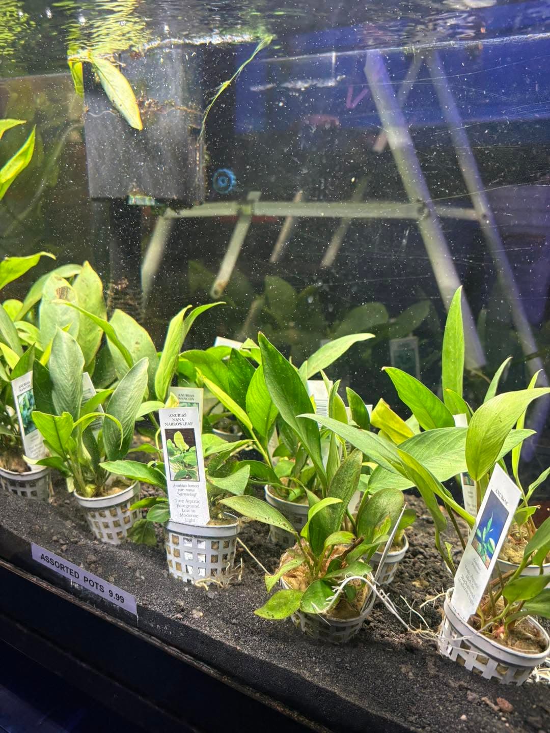 Anubias Nana (Potted) at Sea Cave Inc.