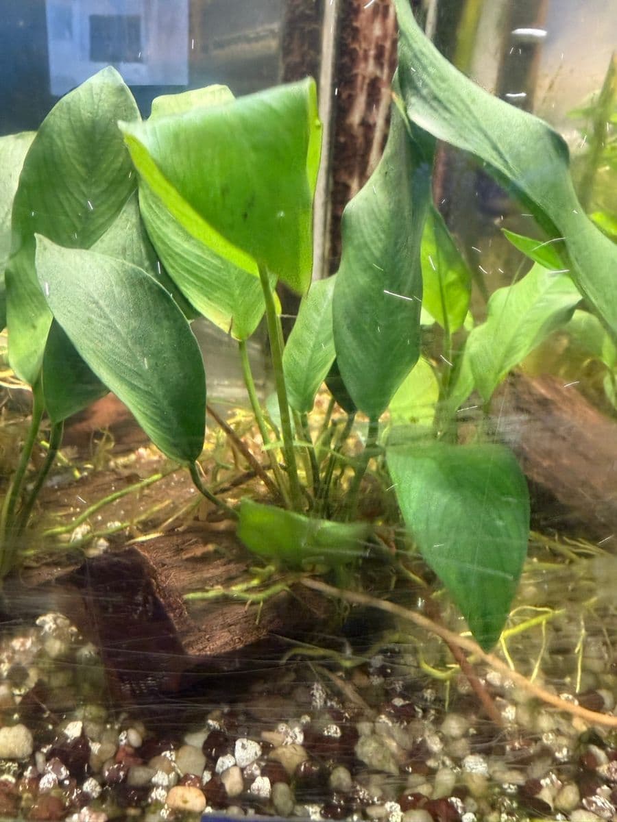 Anubias on Driftwood at Sea Cave Inc.