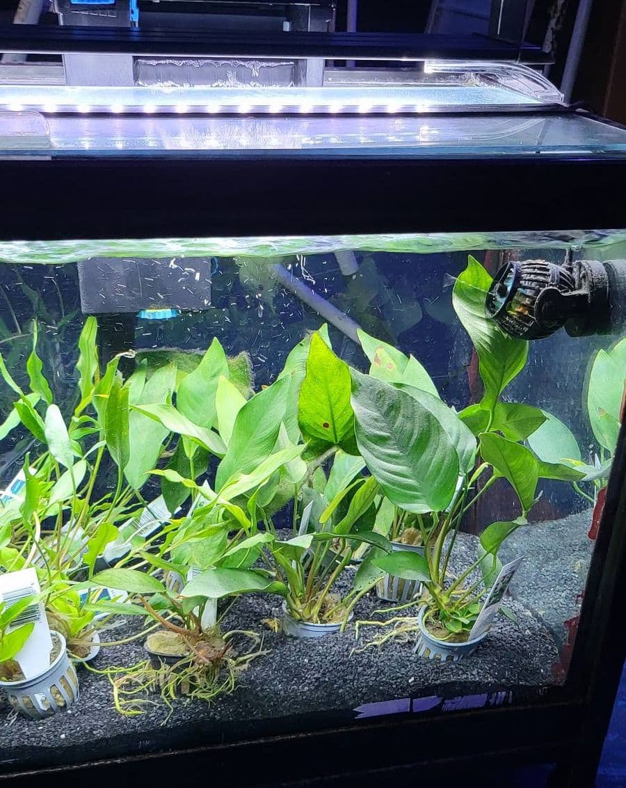 Anubias Pots at Sea Cave Inc.