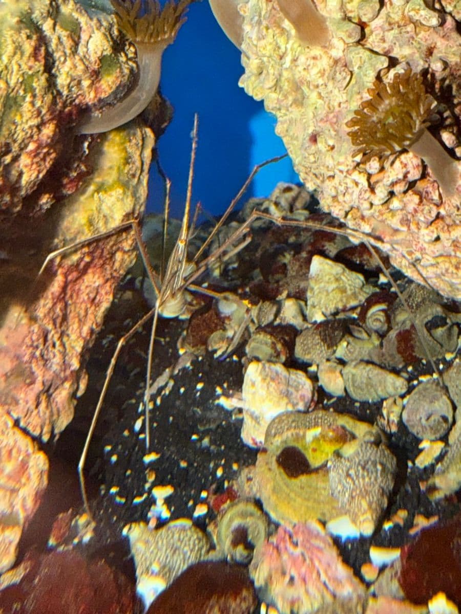 Arrow Crab at Sea Cave Inc.