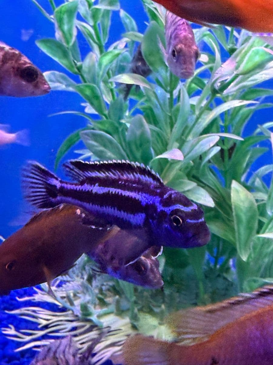Assorted African Cichlid at Sea Cave Inc.