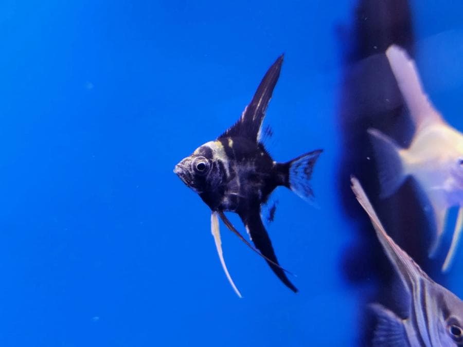 Assorted Angelfish at Sea Cave Inc.