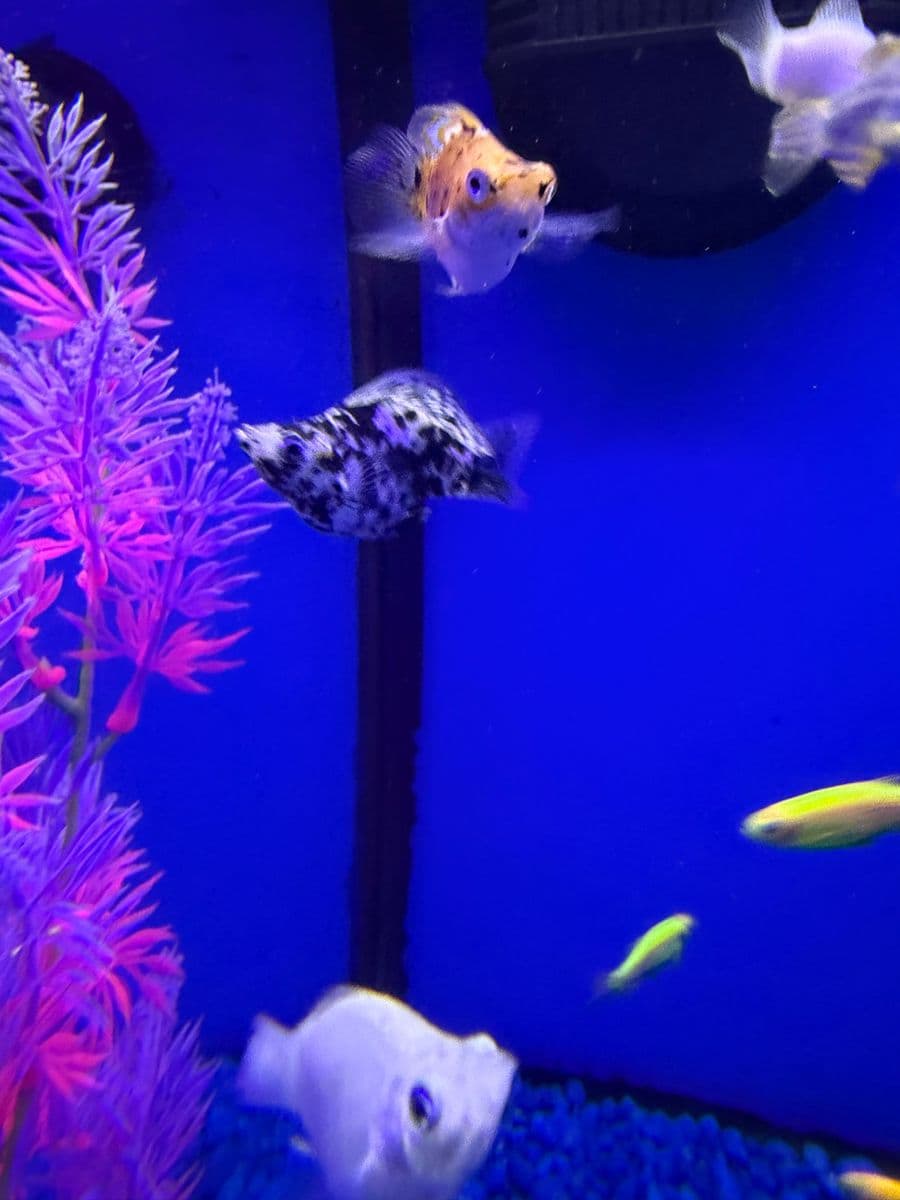 Assorted Balloon Molly at Sea Cave Inc.