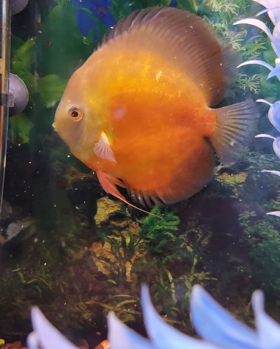 Assorted Discus at Sea Cave Inc.