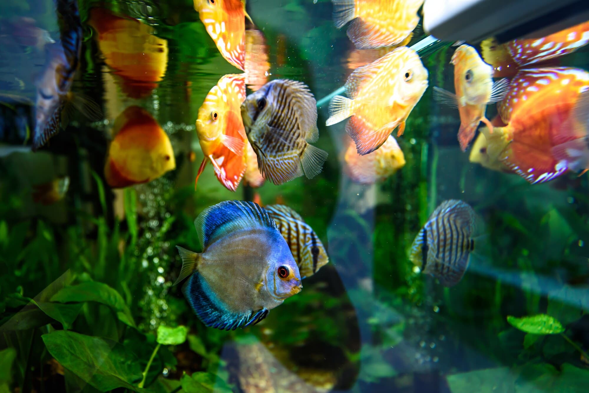 Assorted Discus at Sea Cave Inc.