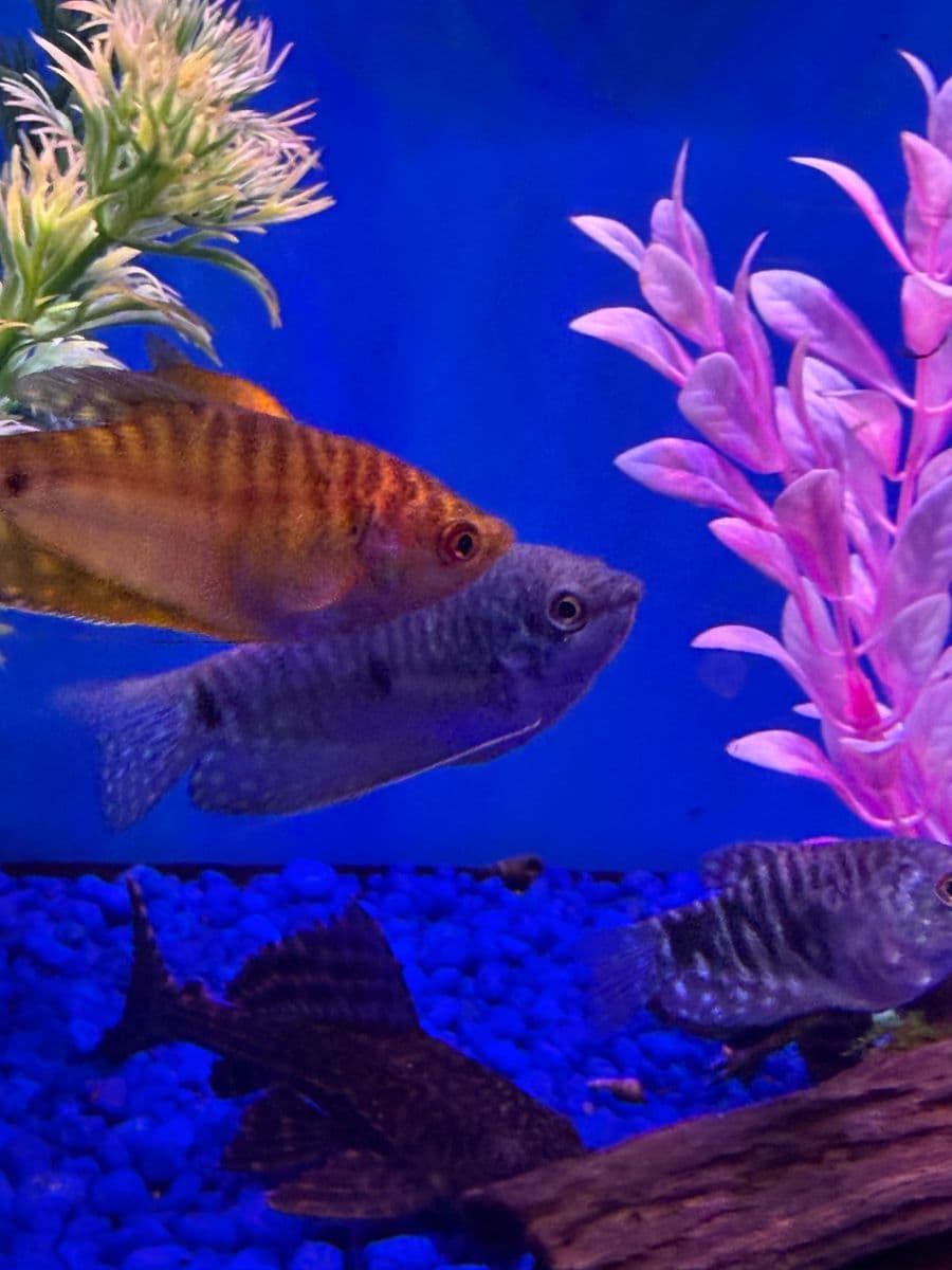 Assorted Gourami at Sea Cave Inc.