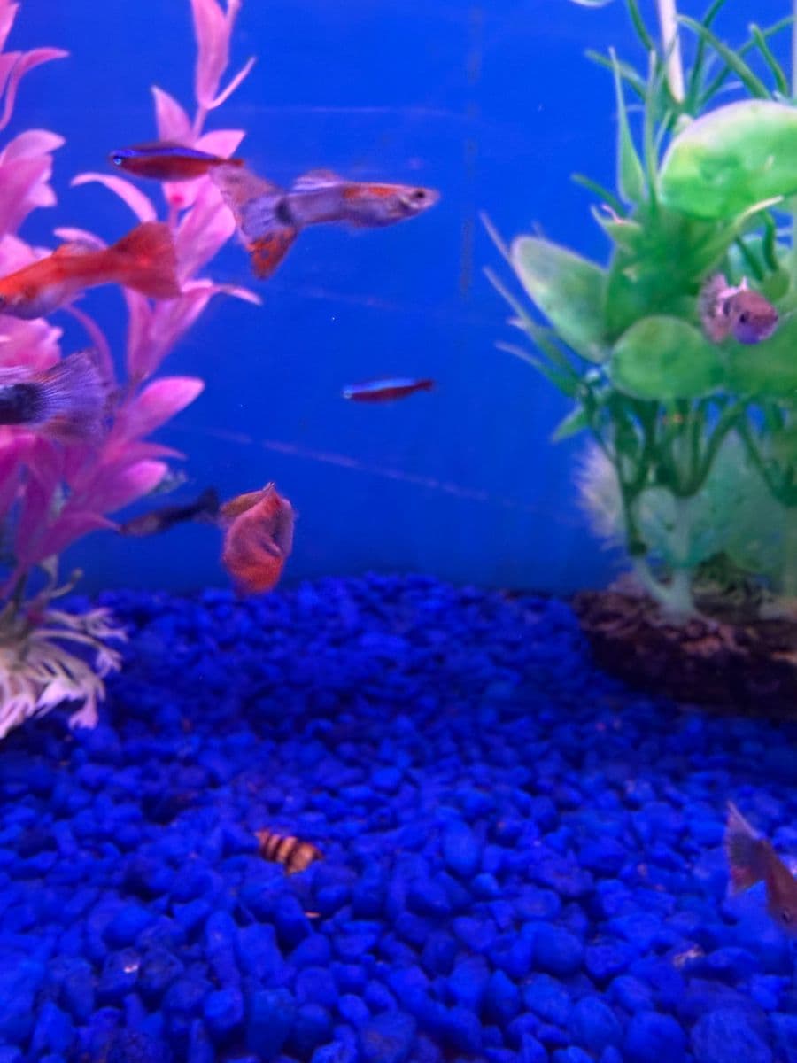 Assorted Guppy at Sea Cave Inc.