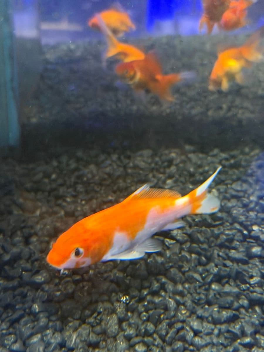 Assorted Koi at Sea Cave Inc.