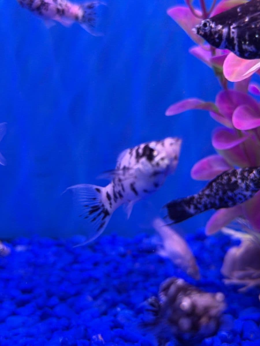 Assorted Mollies at Sea Cave Inc.