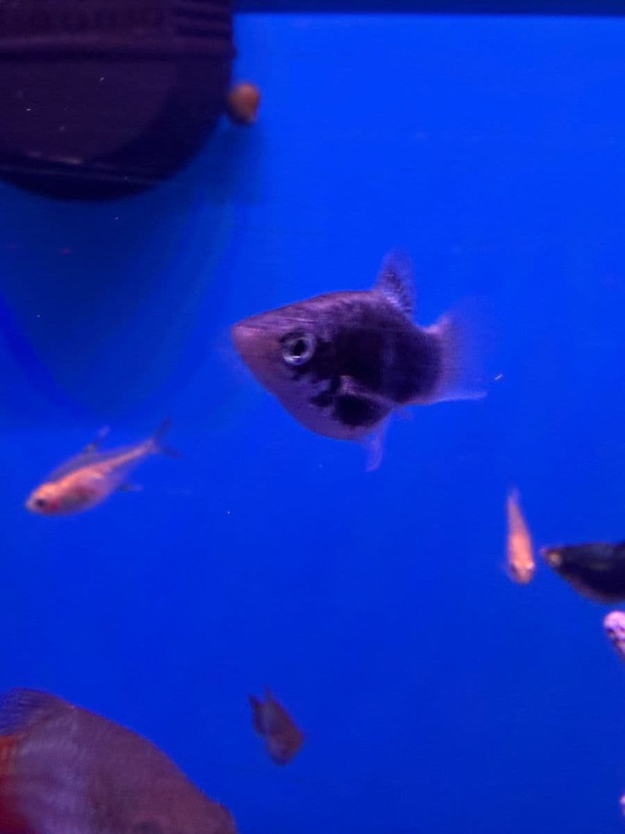 Assorted Platy at Sea Cave Inc.