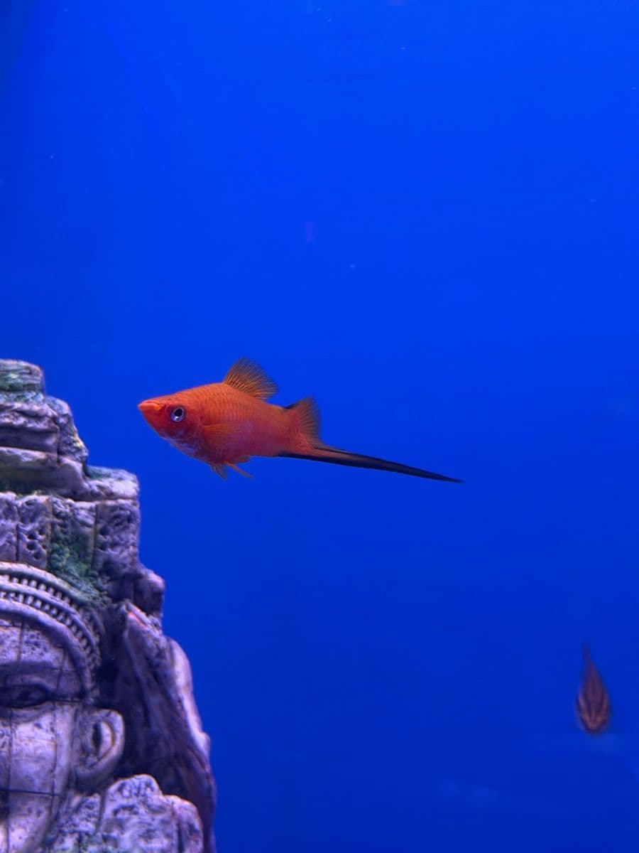 Assorted Swordtails at Sea Cave Inc.