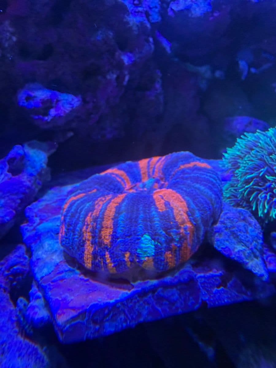 Aussie War Paint Scolymia at Sea Cave Inc.