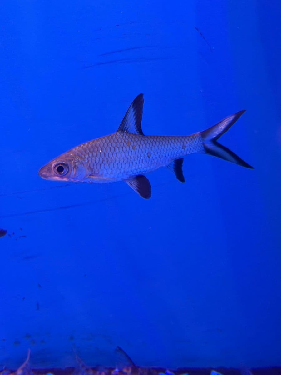 Bala Shark / Silver Shark at Sea Cave Inc.