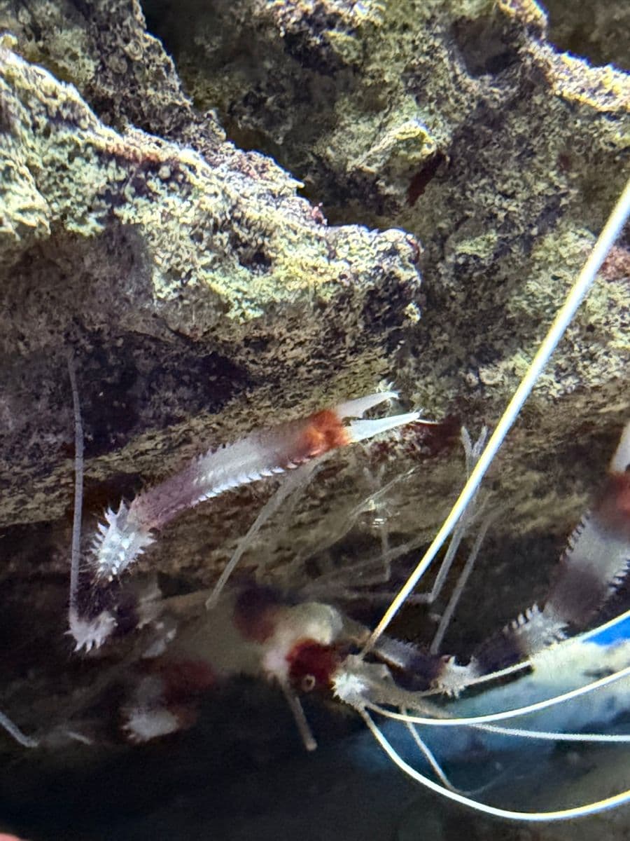 Banded Coral Shrimp at Sea Cave Inc.