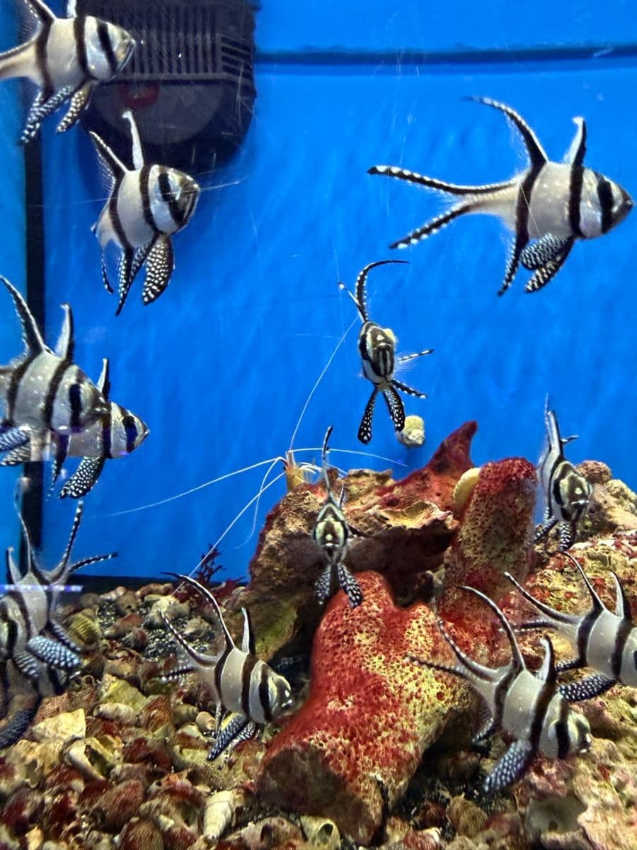 Banggai Cardinalfish at Sea Cave Inc.