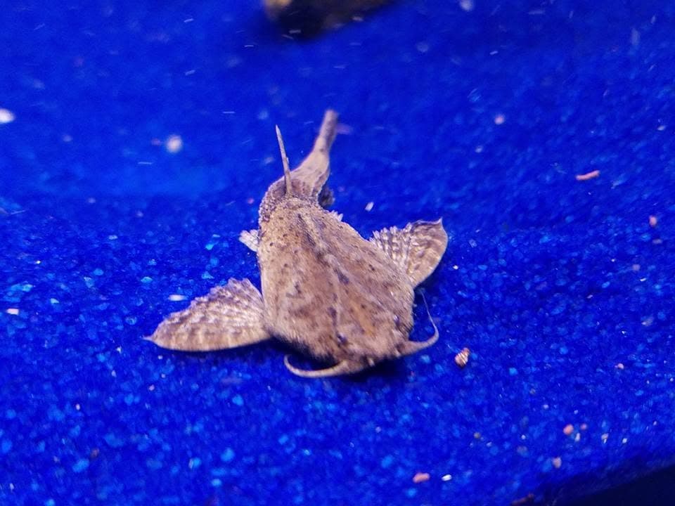 Banjo Catfish at Sea Cave Inc.