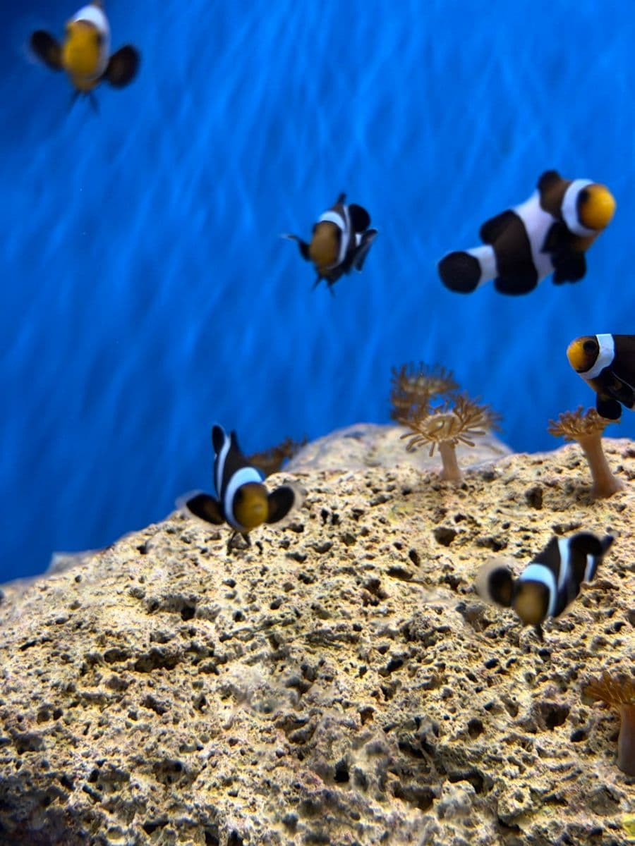 Black Clowns at Sea Cave Inc.