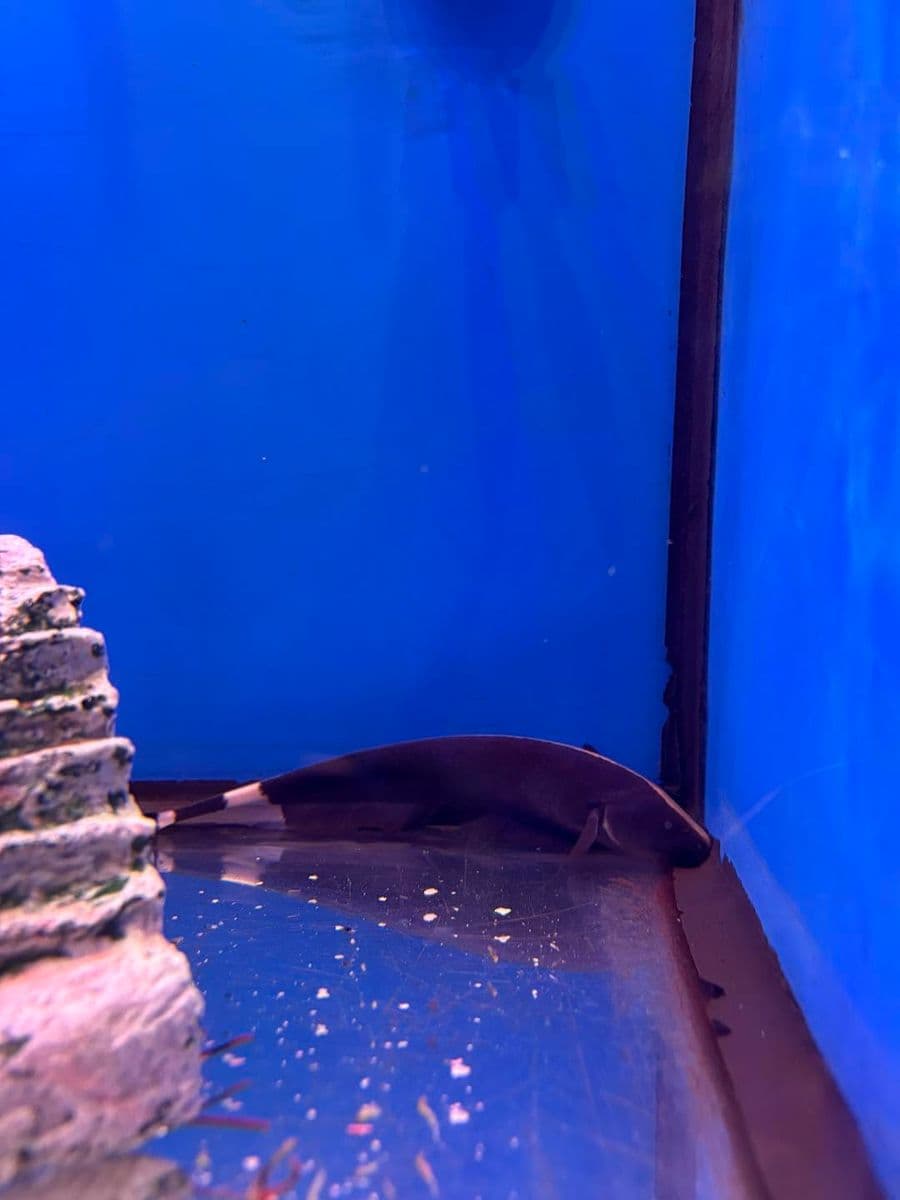 Black Ghost Knifefish at Sea Cave Inc.
