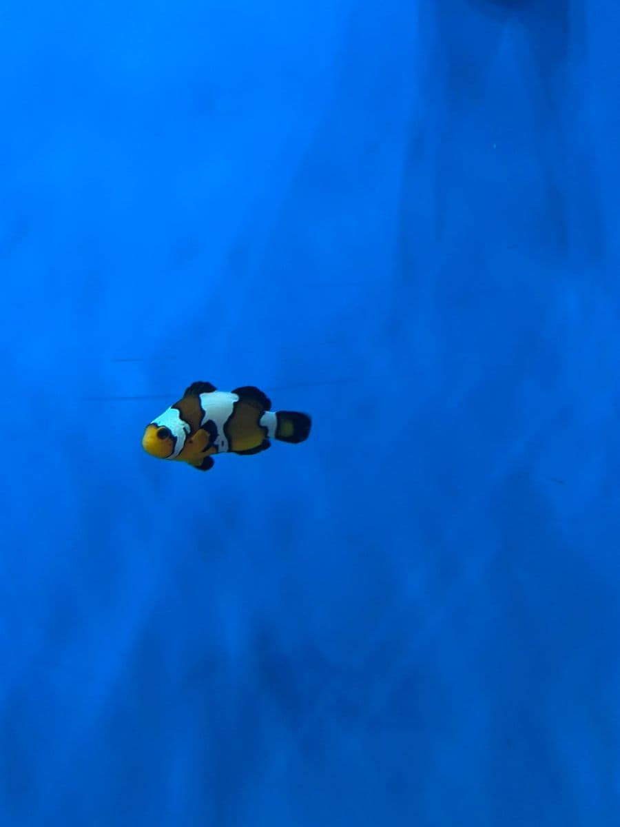 Black Ice at Sea Cave Inc.