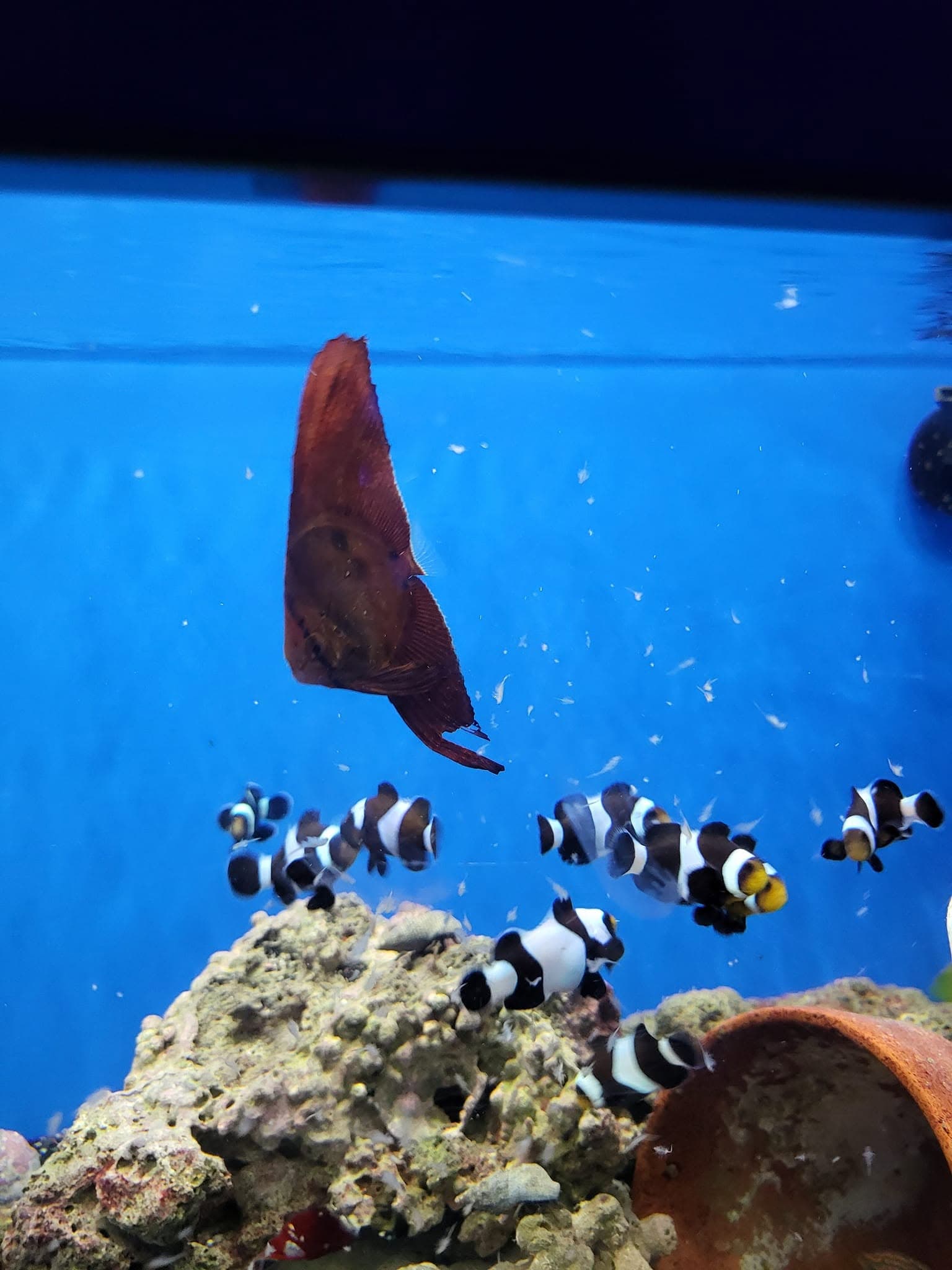 Black Ocellaris Clownfish at Sea Cave Inc.