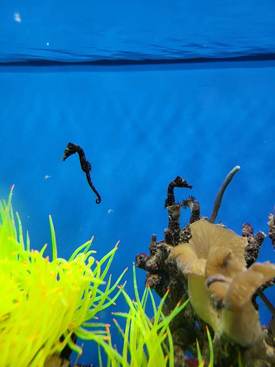 Black Seahorse at Sea Cave Inc.