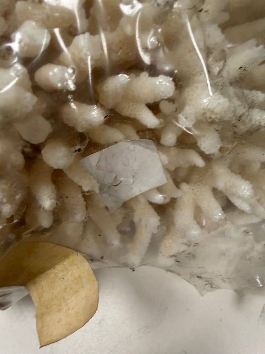 Bleached Natural Branching Coral Skeleton at Sea Cave Inc.