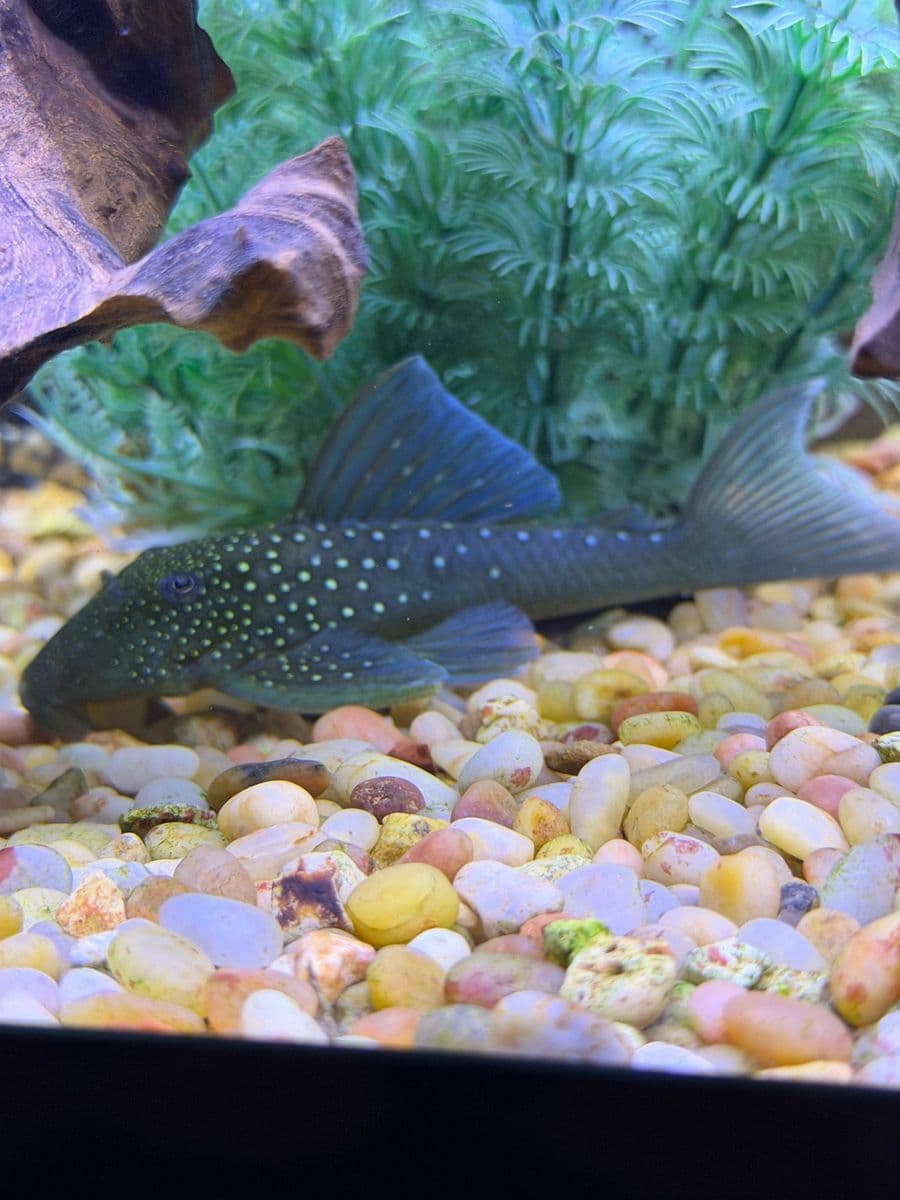 Phantom Pleco at Sea Cave Inc.