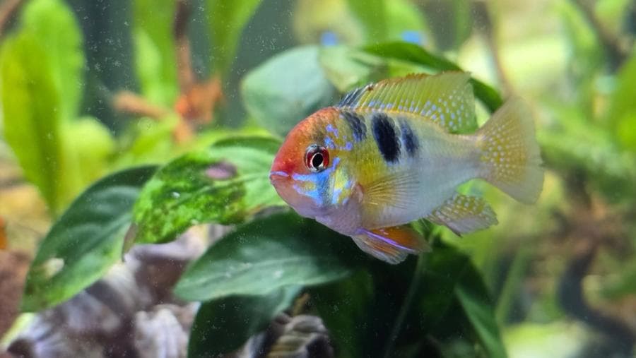 Blue Ram at Sea Cave Inc.