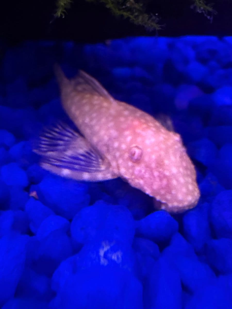 Bristlenose Pleco