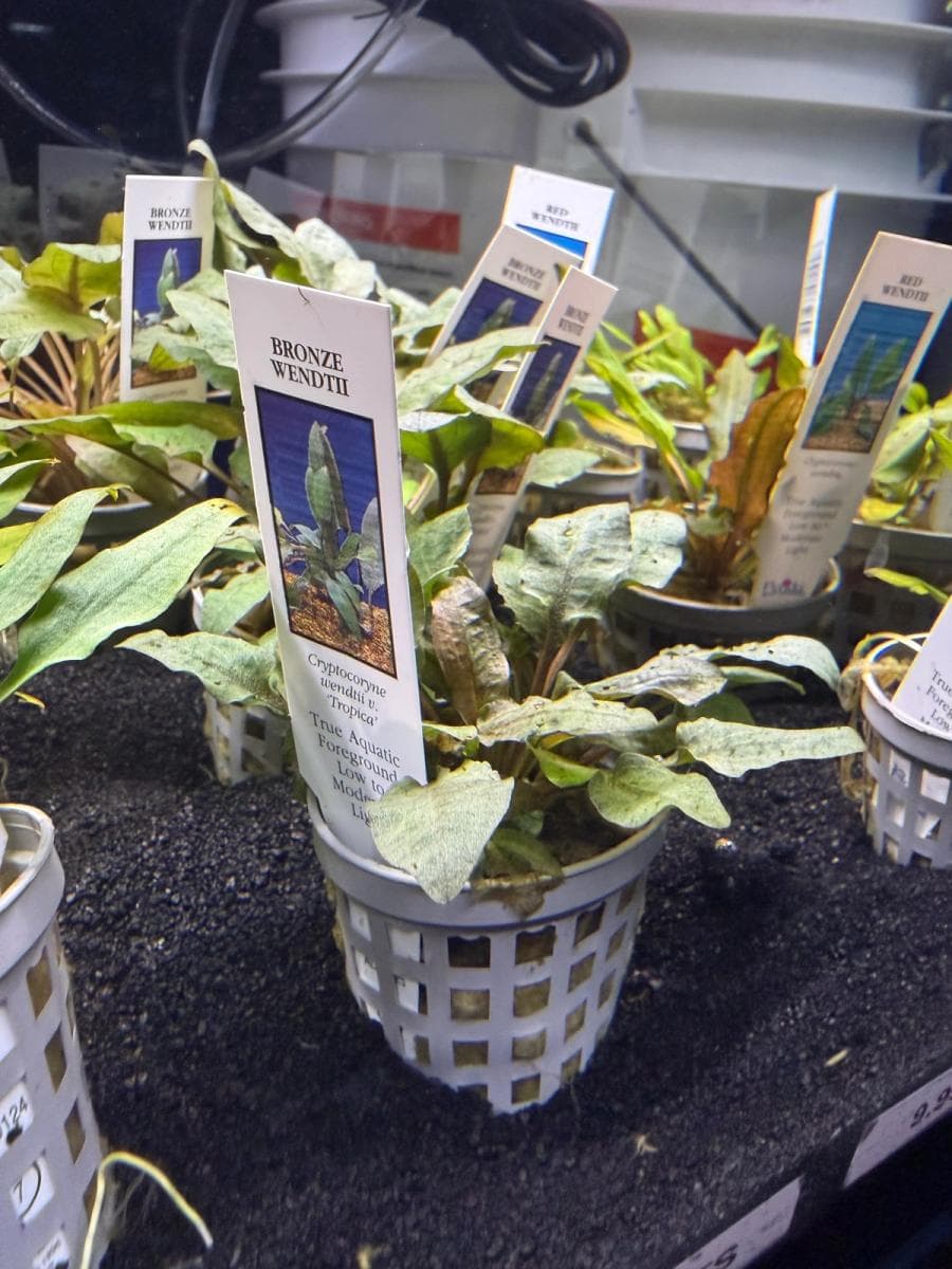 Bronze Wendtii Cryptocoryne at Sea Cave Inc.