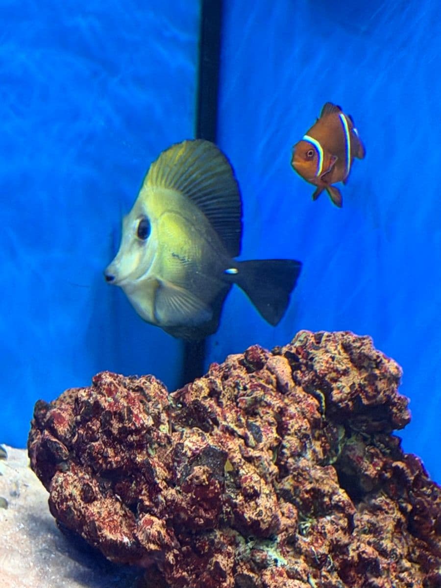 Brown Scopas Tang at Sea Cave Inc.