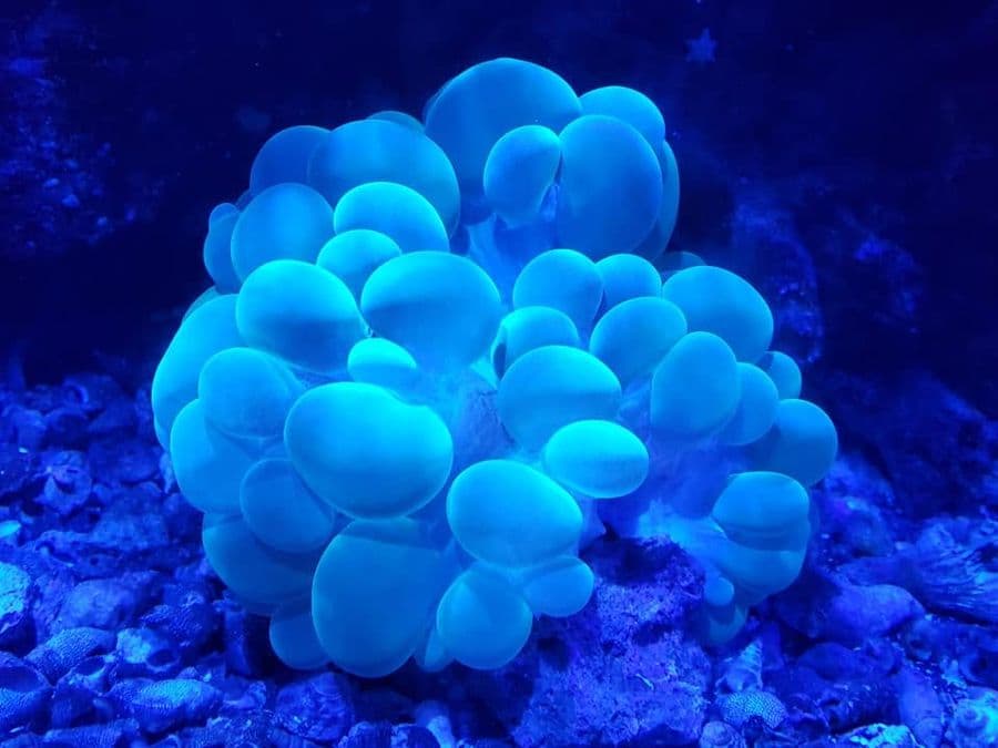 Bubble Coral at Sea Cave Inc.