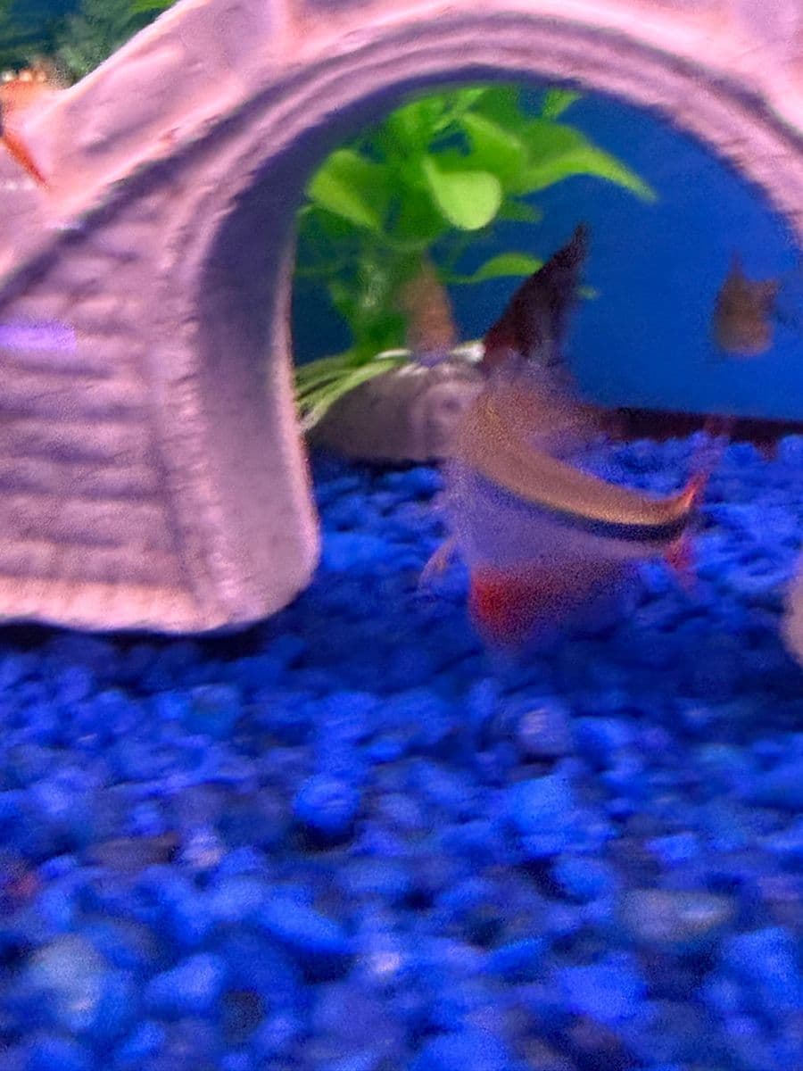Buenos Aires Tetra at Sea Cave Inc.