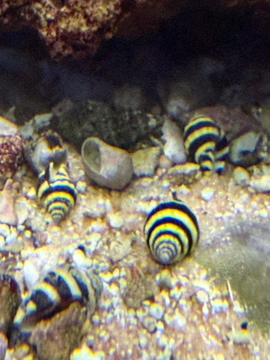 Bumblebee Snail at Sea Cave Inc.