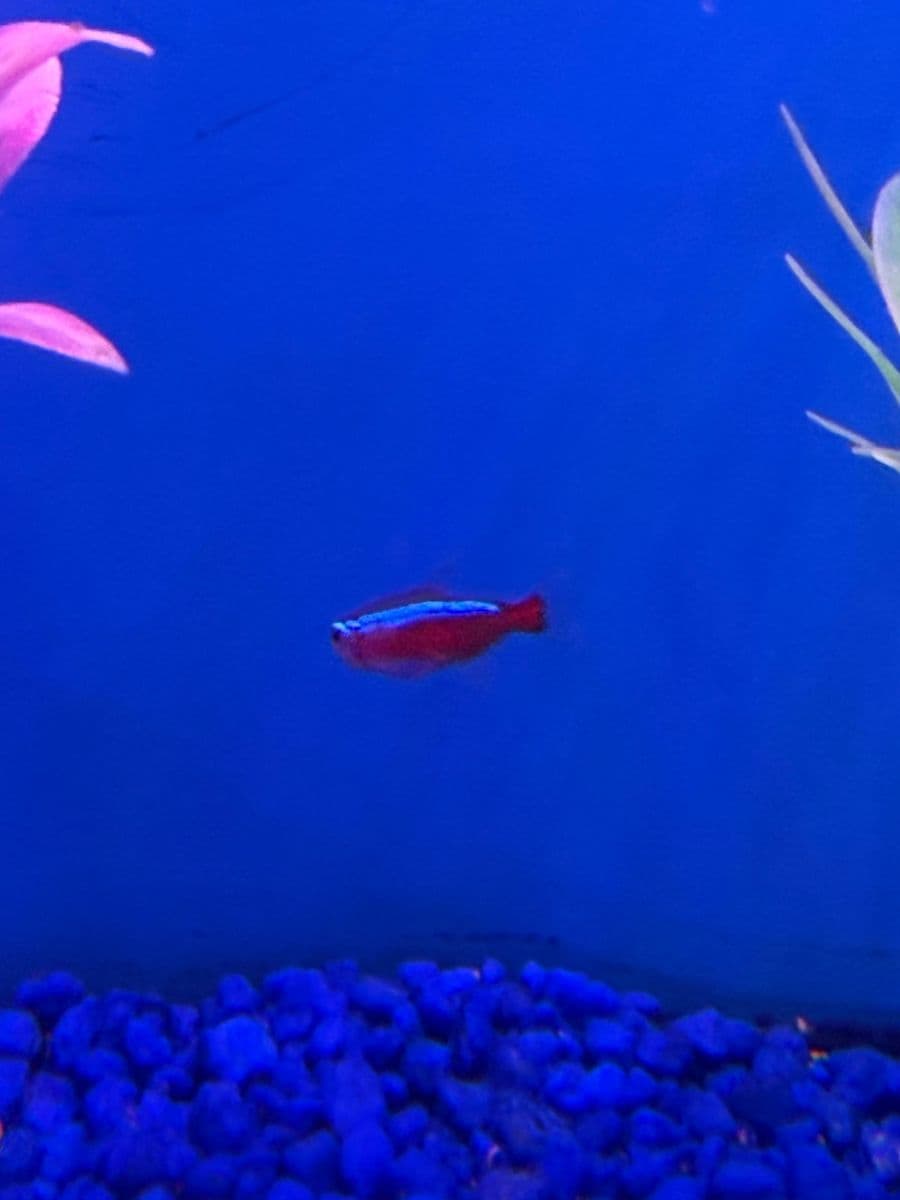 Cardinal Tetra at Sea Cave Inc.