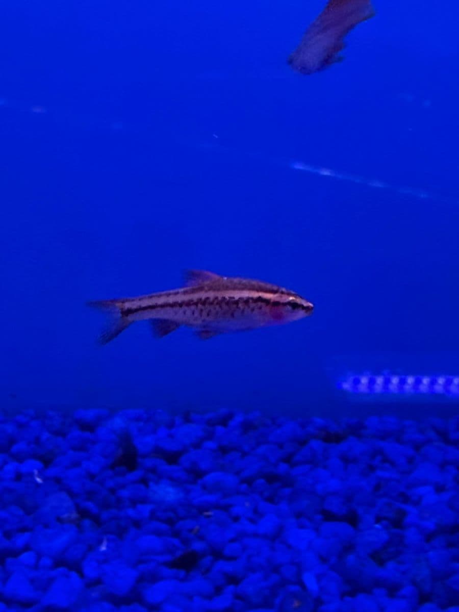 Cherry Barb at Sea Cave Inc.