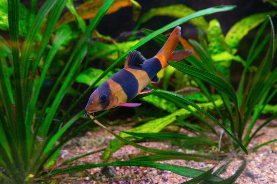 Clown Loach at Sea Cave Inc.