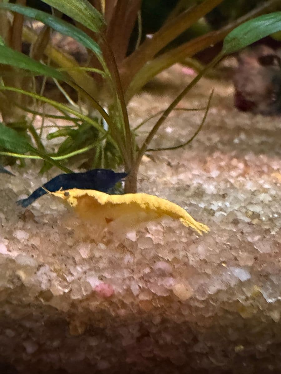 Colored Shrimp at Sea Cave Inc.