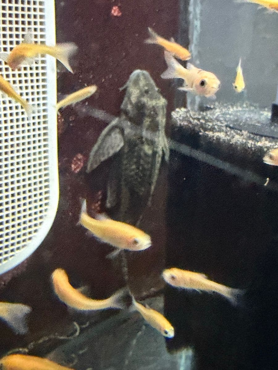 Common Plecostomus at Sea Cave Inc.