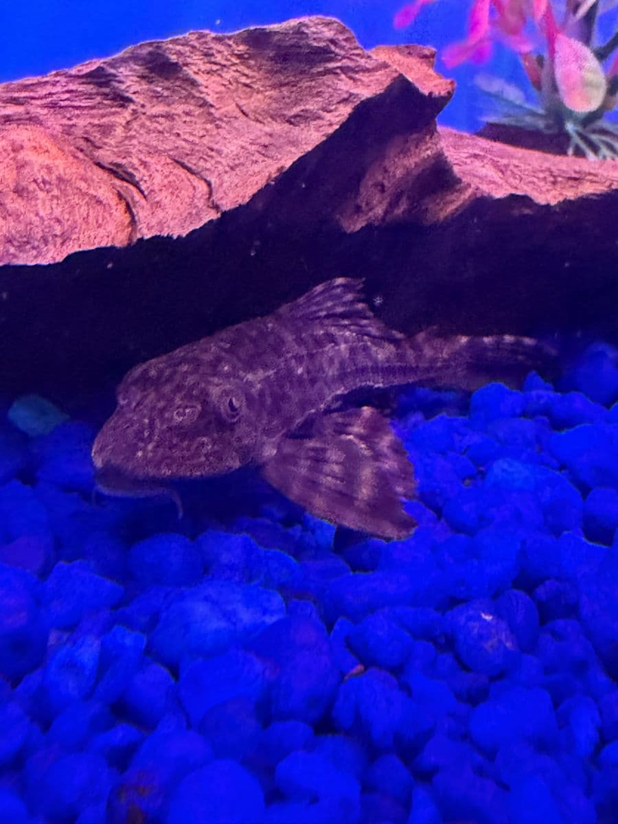 Common Plecostomus at Sea Cave Inc.