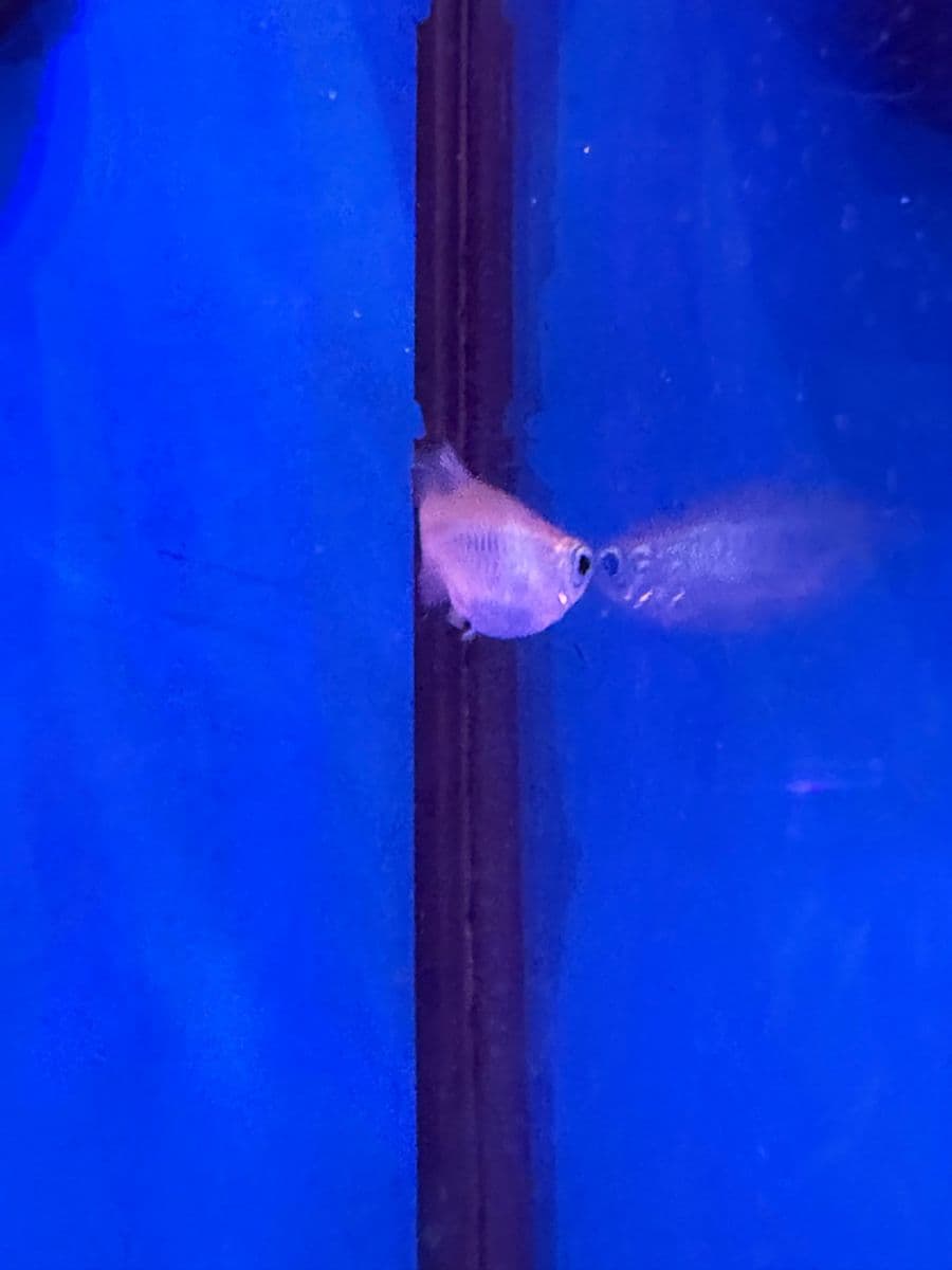 Congo Tetra at Sea Cave Inc.