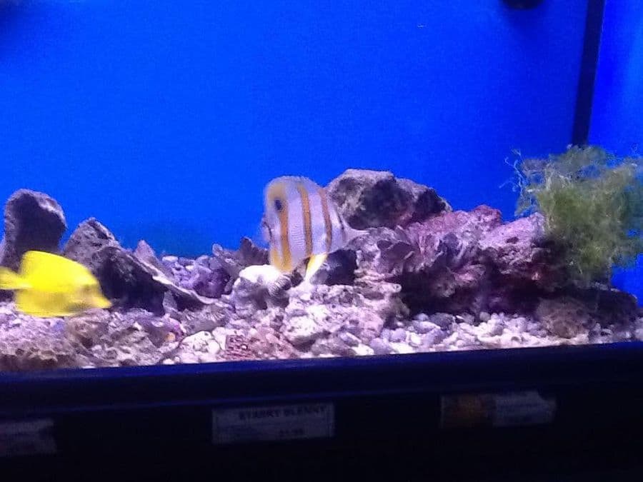 Copperband Butterflyfish at Sea Cave Inc.