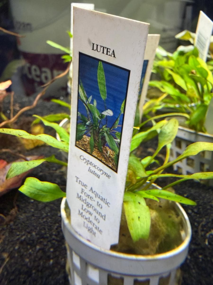 Cryptocoryne Lutea at Sea Cave Inc.