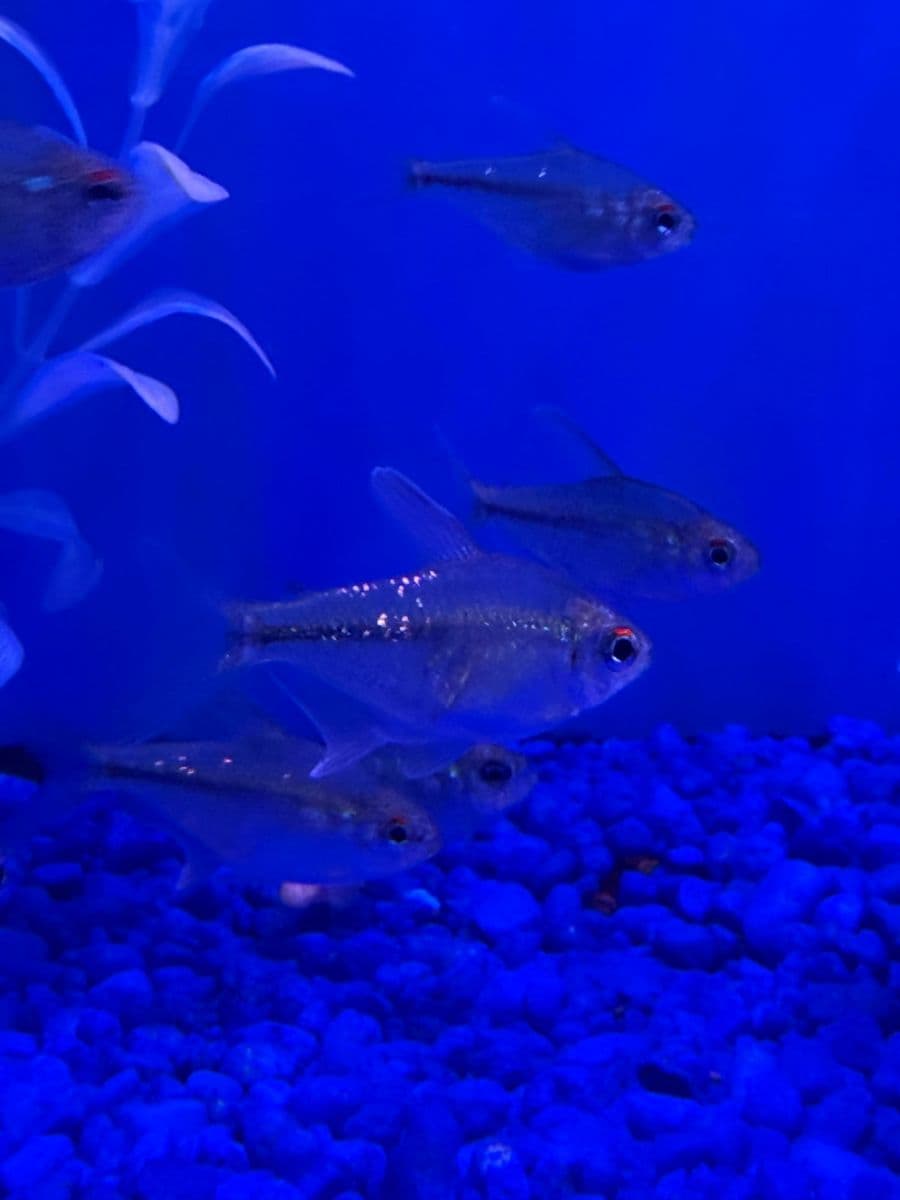 Diamond Tetra at Sea Cave Inc.