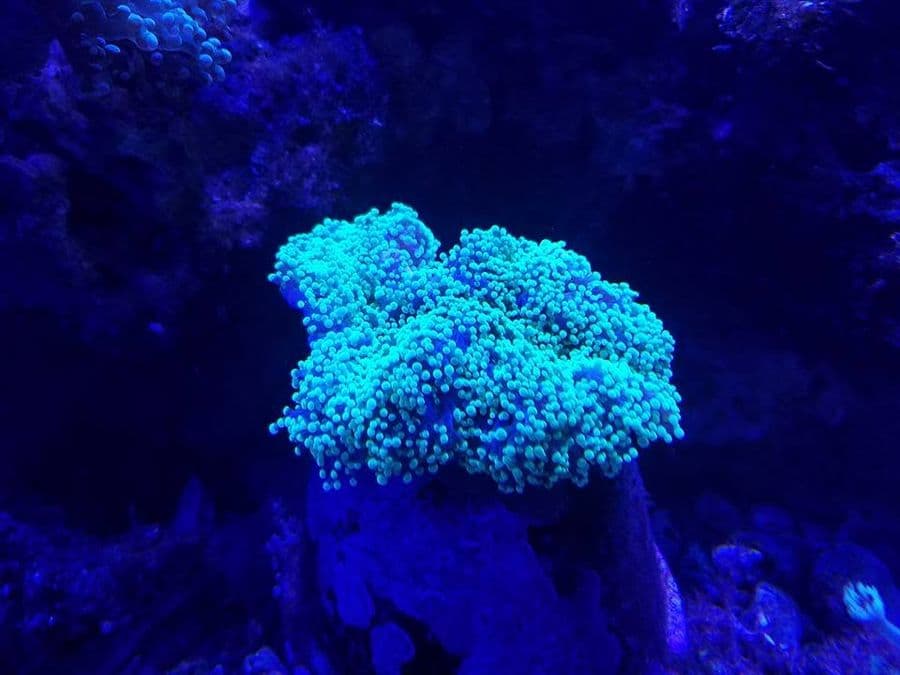 Duncan Coral at Sea Cave Inc.