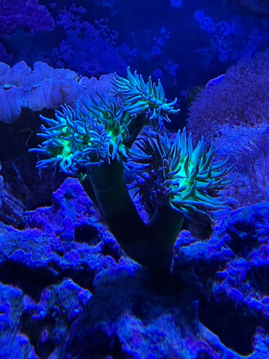 Duncan Coral at Sea Cave Inc.